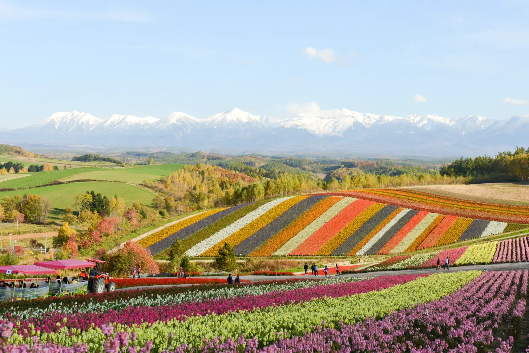 花畑と大雪山を望む美瑛の四季彩の丘