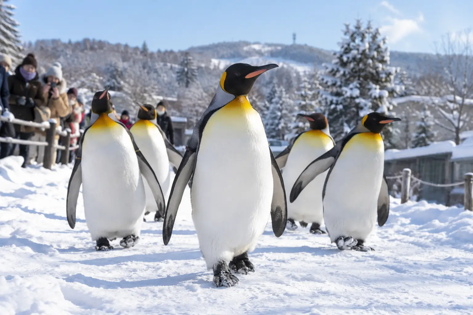 冬の旭山動物園を歩くペンギン